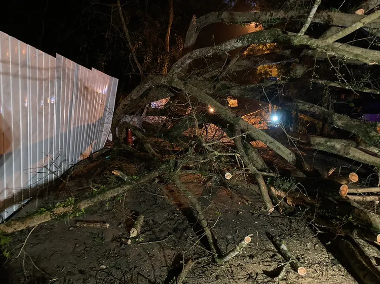 大樹壓向圍籬，倒向旁邊往虎頭山的道路上。民眾提供