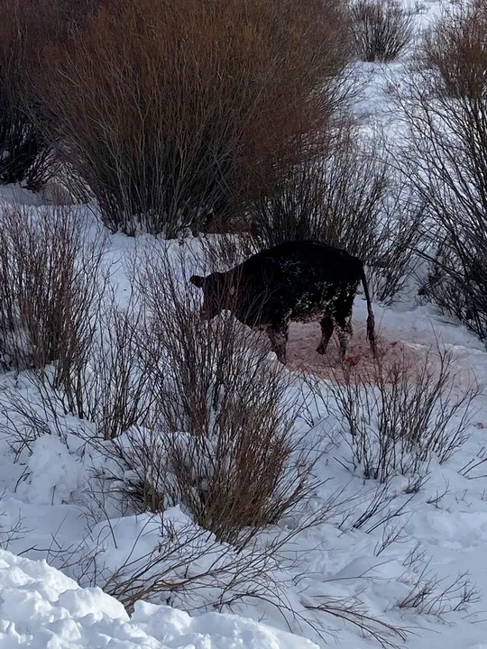 2022年科羅拉多州一牧場中，遭狼群攻擊兒負傷的牛。美聯社