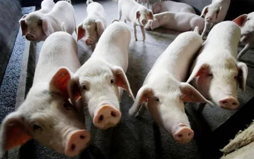 中國養豬養成殺戮戰場　謝金河說不知台灣這位老闆是否受影響？