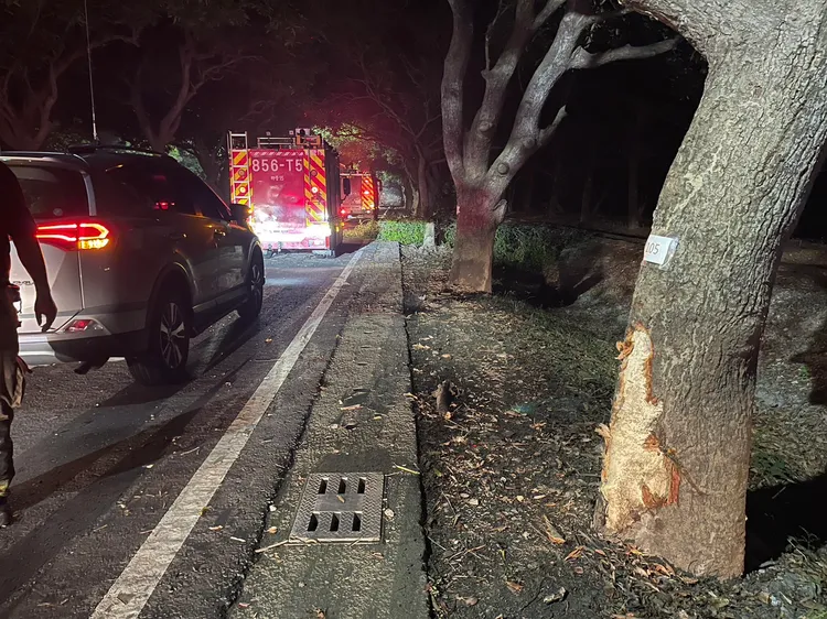 分隔島上的路樹有明顯擦痕。讀者提供