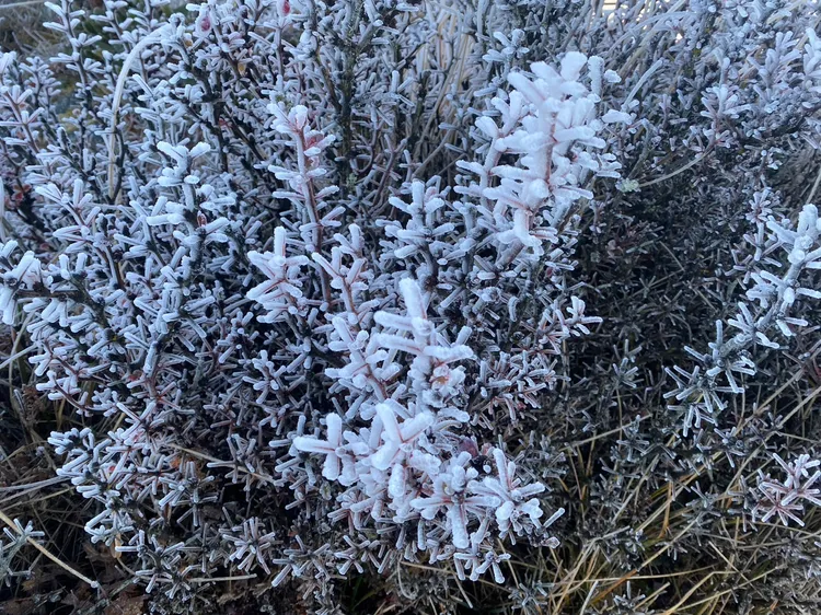玉山氣象站（玉山北峰）今晨發現霧淞。中央氣象署提供