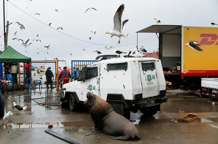 智利鎮暴警察的車28日遭海獅封路。路透社