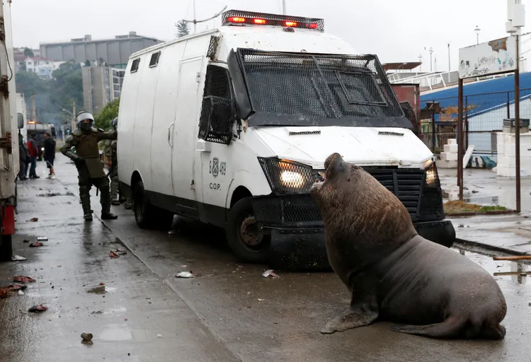 智利鎮暴警察的車28日遭海獅封路。路透社