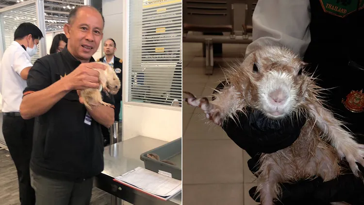 翻攝自泰國國家公園暨野生動植物保護部臉書