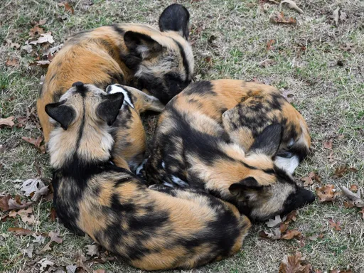 瀕危非洲野犬6隻寶寶出生 縮成球狀萌照吸網喊:愛了