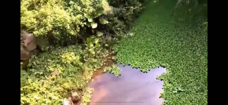 賴清德萬里老家實景影片截圖，翻攝自論壇PTT