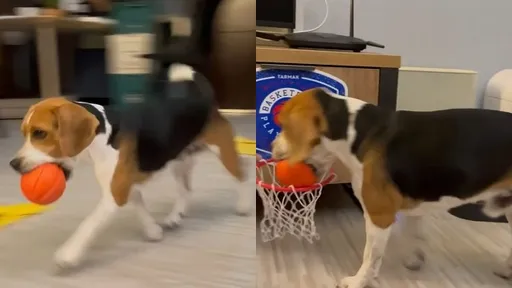 NBA鐵定不會要牠 你自己辦個DBA吧