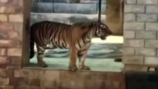 動物園老虎品嚐人類鞋子　圍欄內驚現殘破男屍