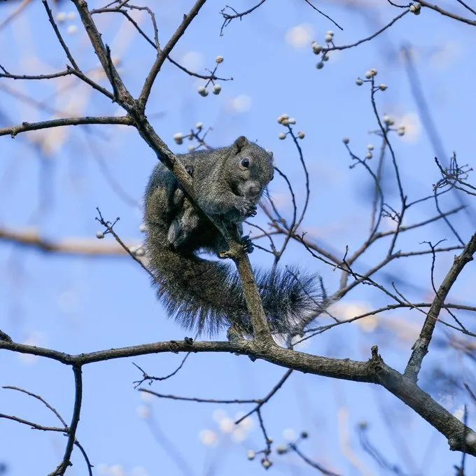 日本民眾在動物園拍攝的台灣松鼠。翻攝推特@sansakushi