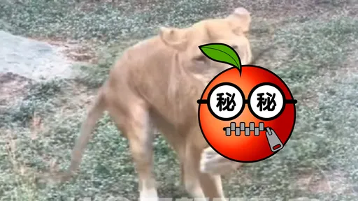 影片曝光!野生獼猴嬉戲墜獸欄 壽山動物園母獅吞下肚