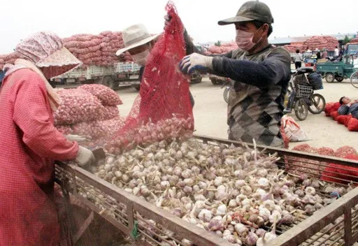 中國大蒜遭美議員控不衛生 北京官媒跳腳