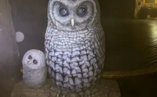 太平山-6˚C下雪了 聖誕夜前訂房全滿