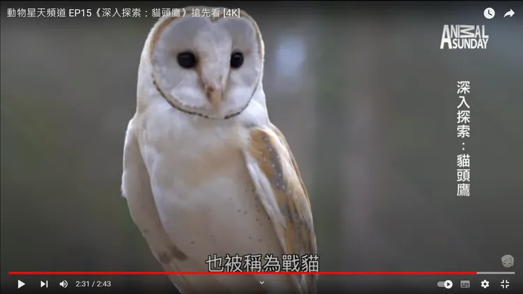 翻攝自YT頻道「星期天」