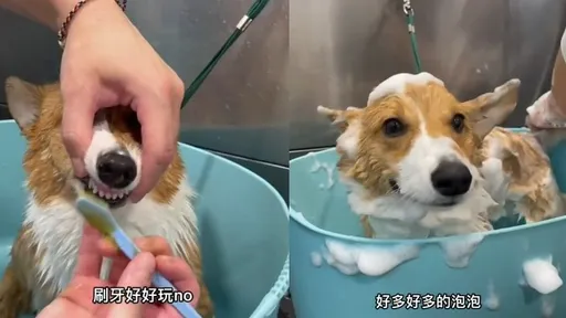 柯基犬敷泥SPA大變身 連毛小孩都過得比我爽