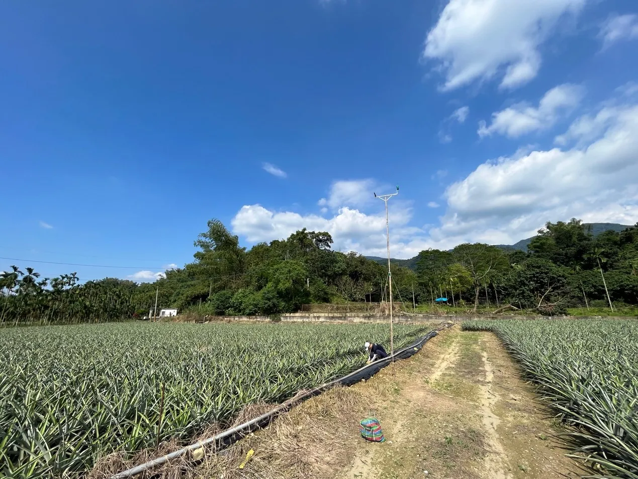 林姓農友的鳳梨田和猛禽棲架。縣府提供