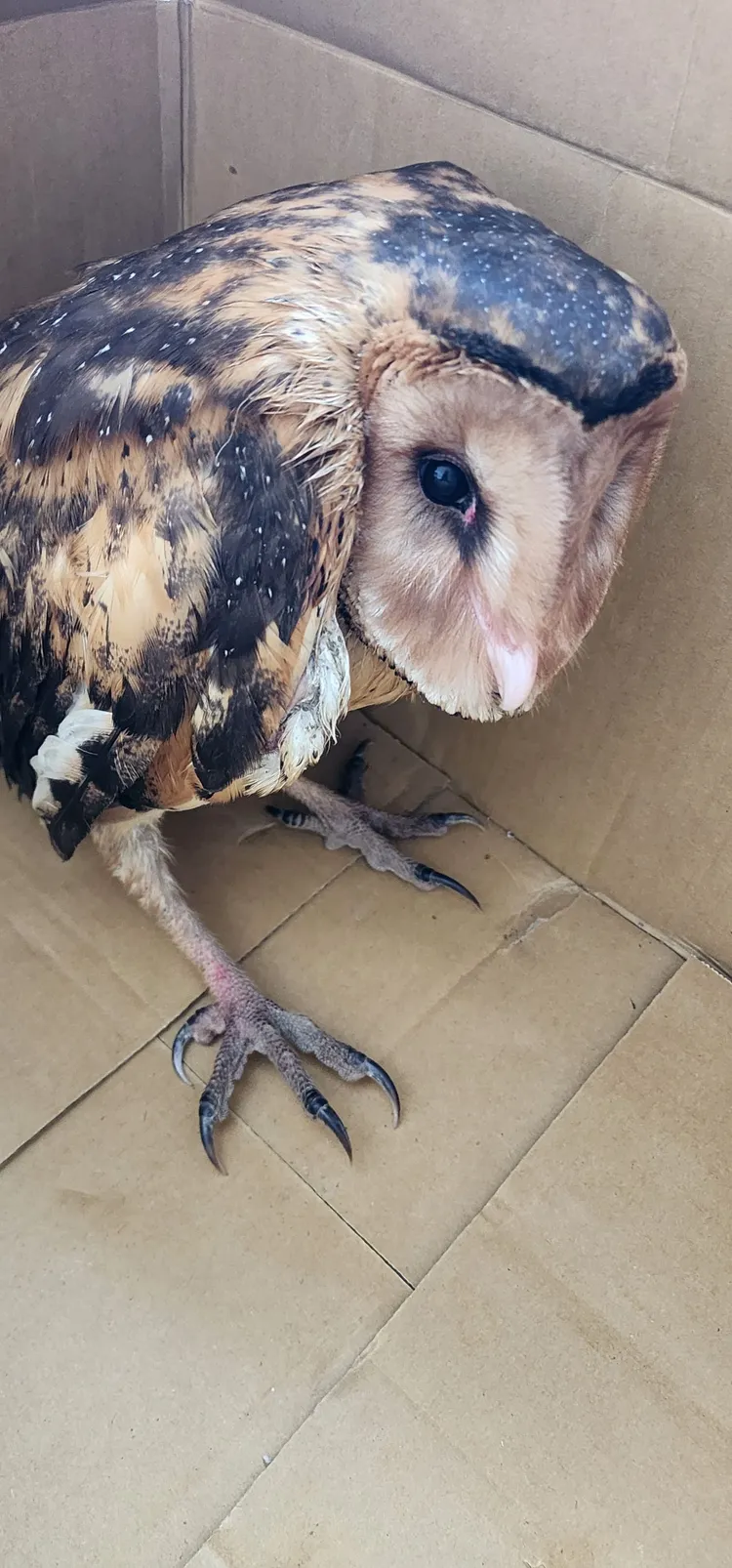 農民通報等待救援中的草鴞幼鳥。縣府提供