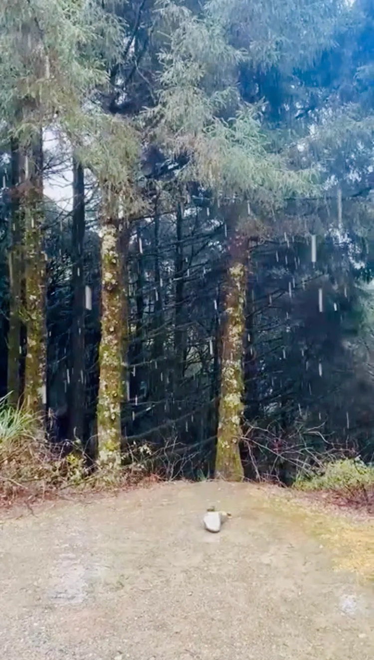 七卡山莊附近的登山步道已經降雪。山友徐彥暉提供