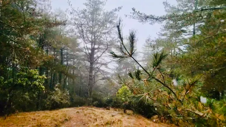 桃山步道2K也下起冰霰。雪霸國家公園管理處提供