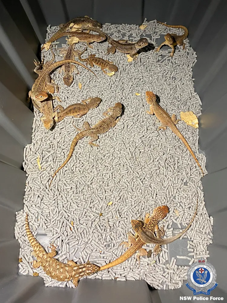 警方表示，這些走私活蜥蜴的運送條件很差。美聯社