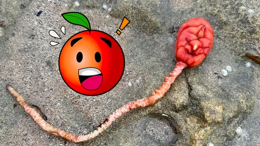 澳洲海灘驚見「血紅色腦狀物」 網驚:外星生物?