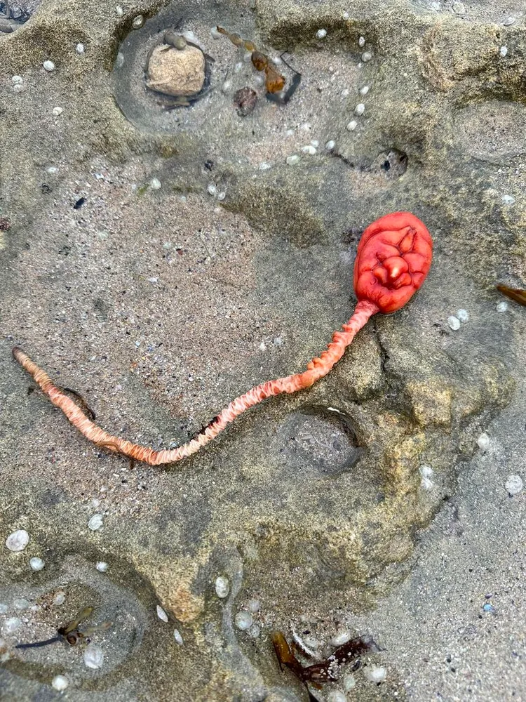 有達人指出它不是外星生命體，而是海鬱金香。翻攝臉書/Field Naturalists Club of Victoria@Emily Jenke