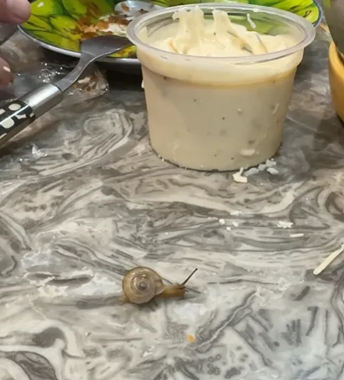 好市多凱薩沙拉有「活體蝸牛」，經過冷藏還活跳跳。翻攝爆料公社