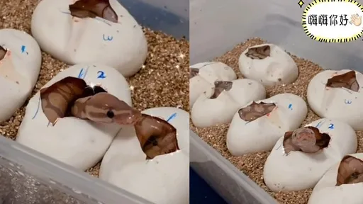 超萌!破蛋而出的蛇寶寶 連怕蛇的人都說「卡哇伊」