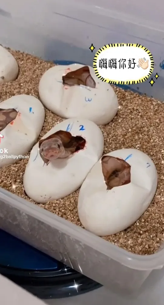 剛孵化小蛇寶寶探頭看世界。TikTok@pang2ballpython / IG：pang2_ballpython 提供