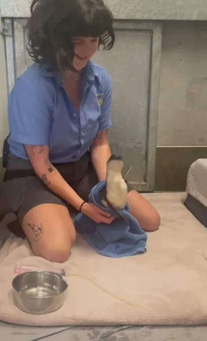 小企鵝在園方人員照顧下，身型變得更圓潤。翻攝威靈頓動物園IG
