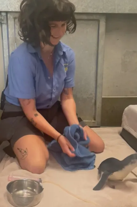 翻攝威靈頓動物園IG