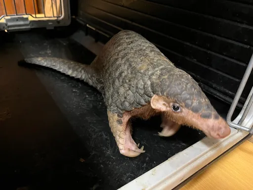 中國研發「新.冠狀病毒」實驗鼠100%致死 學界痛批魯莽