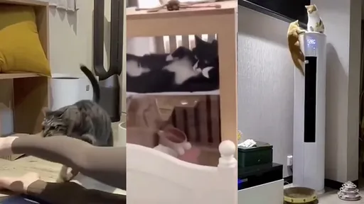 喵星人迷之行為全紀錄　鏟屎官傻眼：這在幹嘛？　