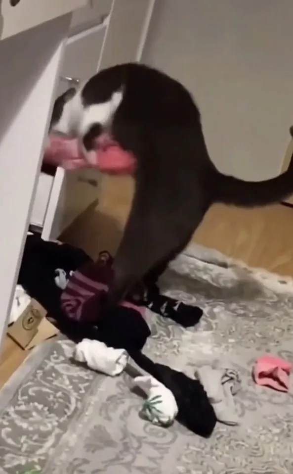 喵星人不給糖就搗蛋。IG @the.worldofdogsandcats 提供