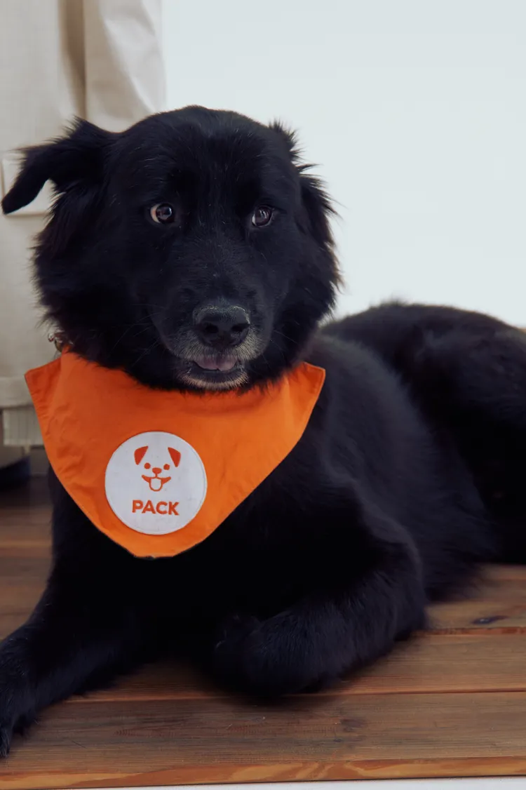 巴克幫犬隻庫巴。品牌提供