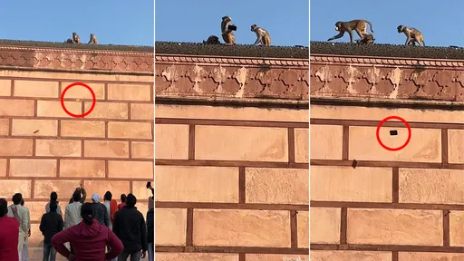 猴子「擄走iPhone」逃高高 脅迫遊客空拋飲料以物易物