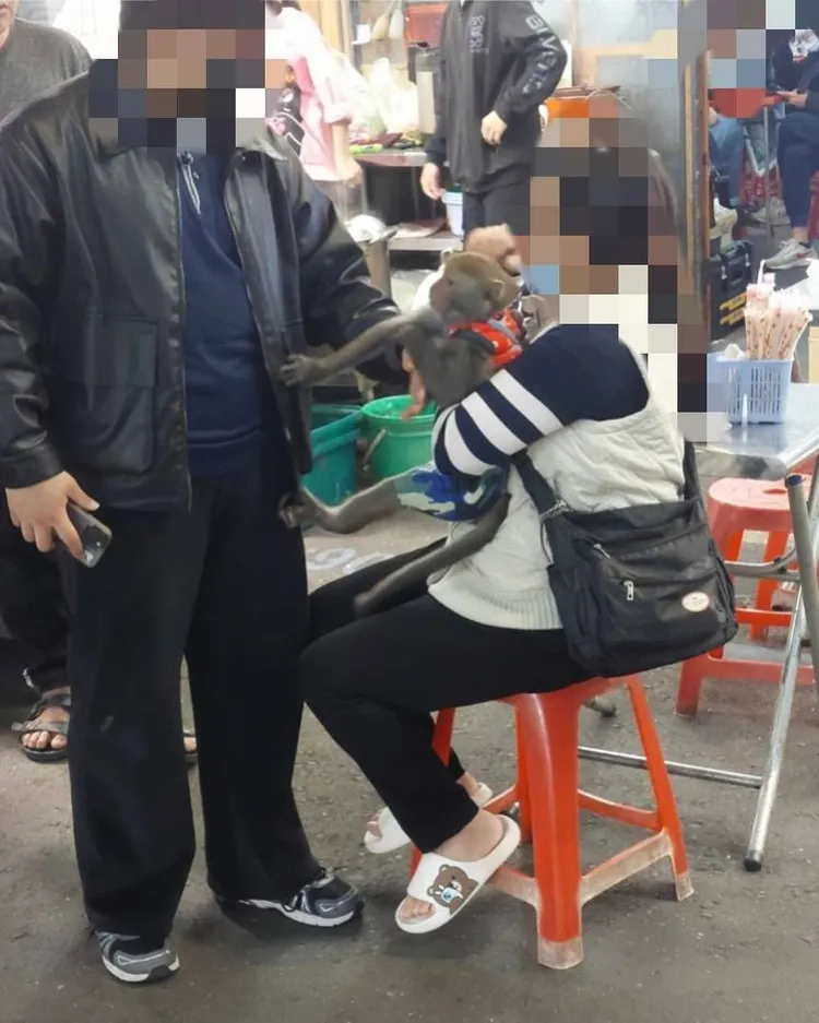2024年元旦嘉義文化路上有民眾帶著台灣獼猴外出逛街。台灣獼猴共存推廣協會提供