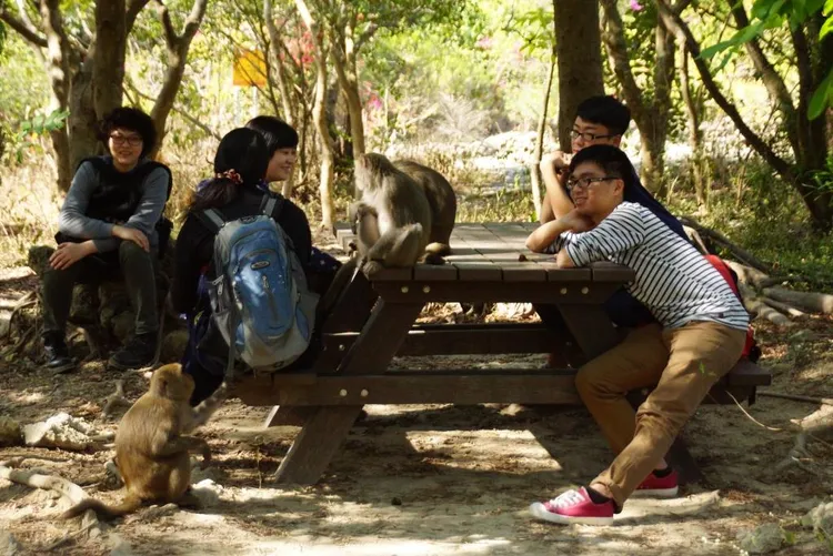 林美吟心目中，最美的人猴和諧畫面，好像隔壁班同學、鄰居，稀鬆平常、那麼自然自在。胡雲鵬攝 台灣獼猴共存推廣協會提供