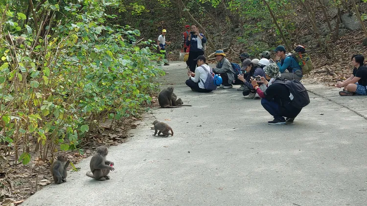 林美吟每週至少會花一到兩天帶團上山，讓更多人了解獼猴。 凃建豐攝