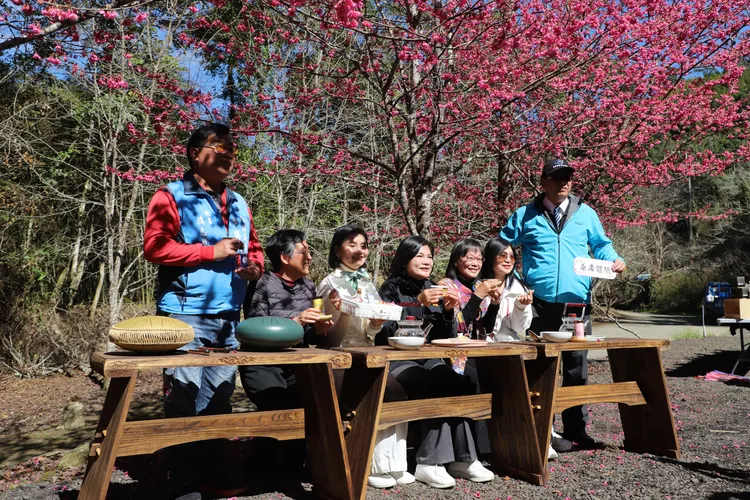 張麗善說，草嶺欣賞櫻花美景後，可以再到五元兩角、杉林步道、木馬古道、雲嶺之丘等景點。縣府提供