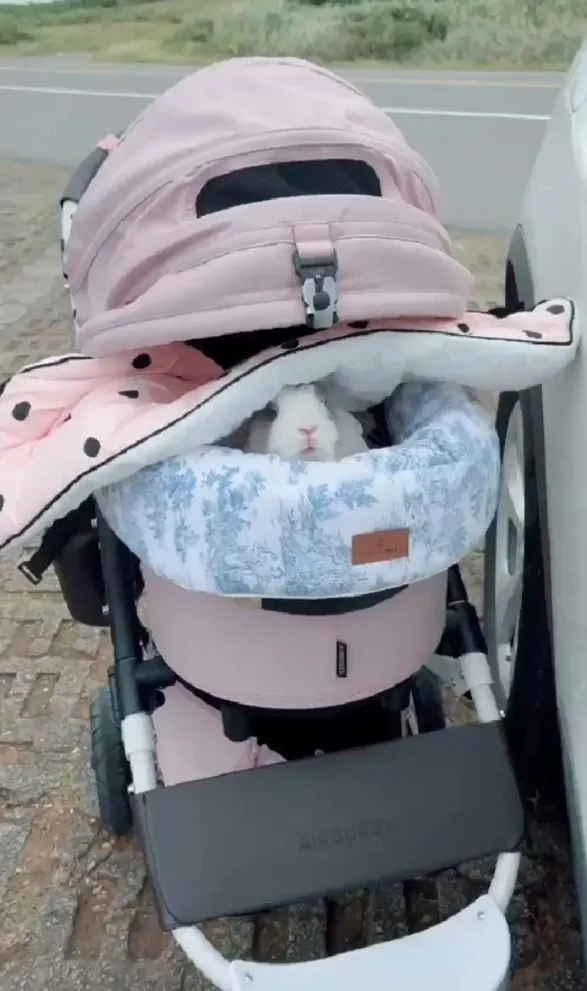 冷颼颼的天氣還帶偶出來吹風。FB粉專：萌萌公主兔世界 提供