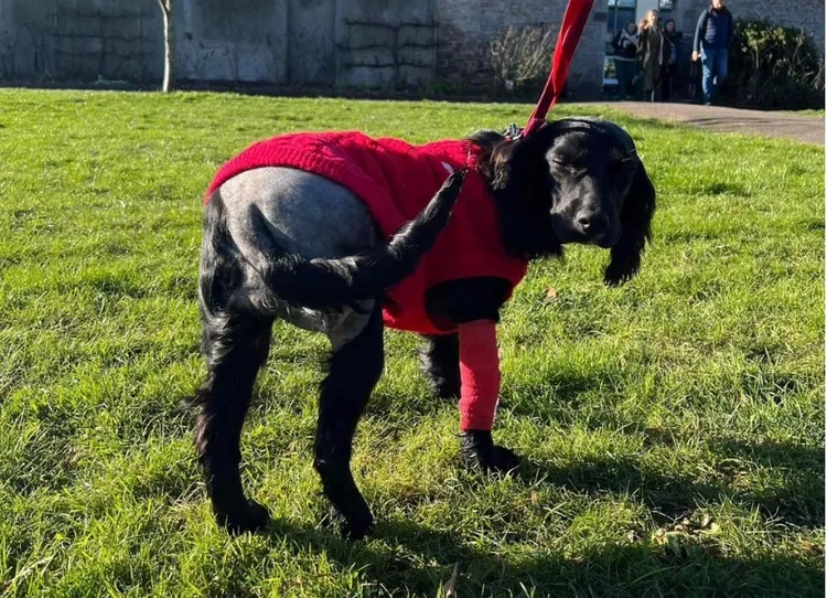 愛麗兒術後只剩4條腿，看起來與一般狗無異。翻攝綠色英畝臉書