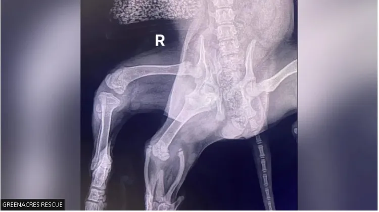 X光片可以看到愛麗兒右邊屁股有兩組髖關節。翻攝綠色英畝臉書