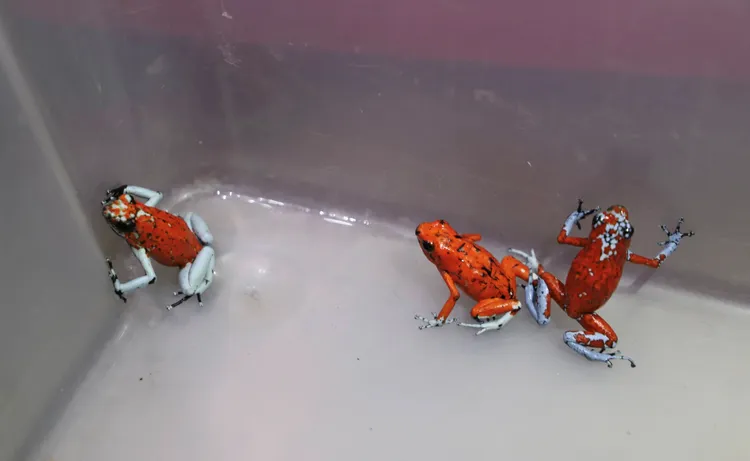 一名巴西女子經波哥大機場走私130隻毒蛙時被捕。路透社