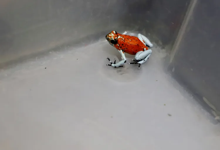 一名巴西女子經波哥大機場走私130隻毒蛙時被捕。路透社