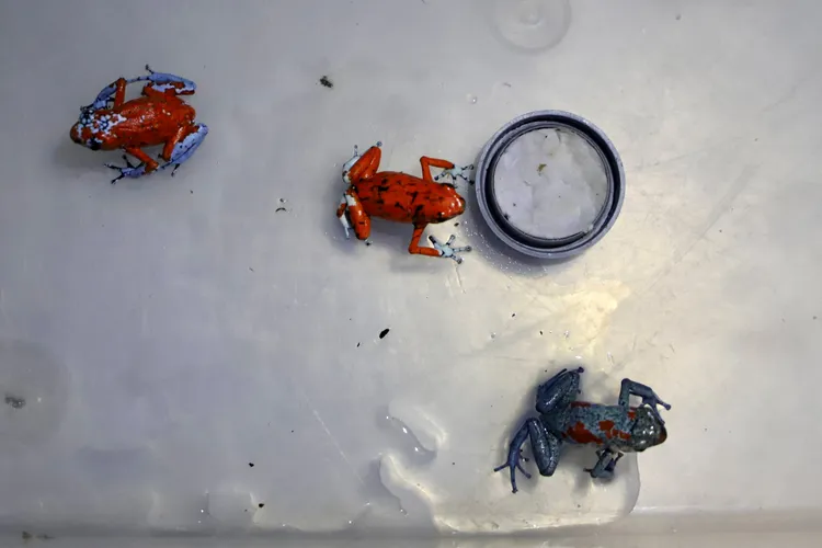 這些蛙體型雖小，表皮卻有劇毒。路透社