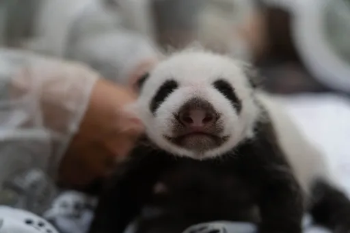 首隻俄羅斯出生大貓熊定名 「喀秋莎」8公斤、長很多牙