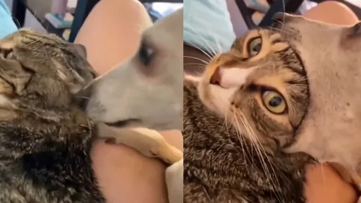 狗狗大嘴一開「要吞貓」?驚悚一幕 結局神展開