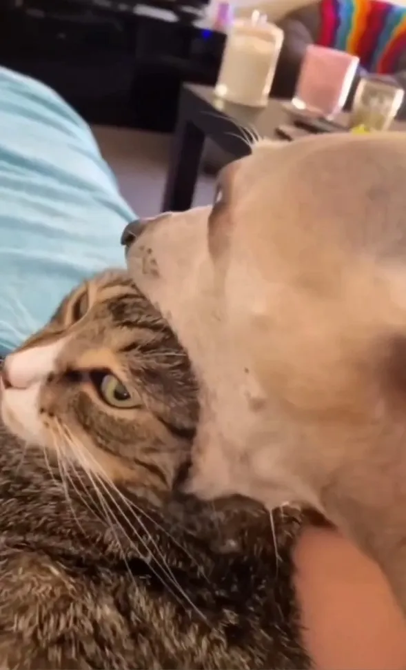 狗狗在幫貓咪做頭皮按摩spa。IG @the.worldofdogsandcats 提供