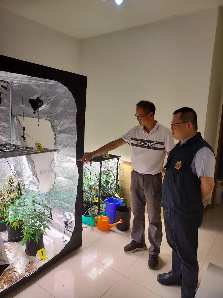 警方查獲黃男栽種大麻。桃園市警局少年隊提供