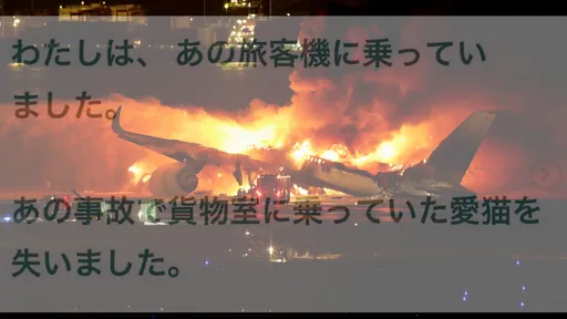 日航事故痛失愛貓　他淚揭飼主自責：對不起讓你一個人走